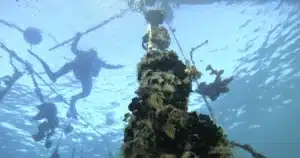 Las granjas marinas son la diversificación de especies en las líneas de producción