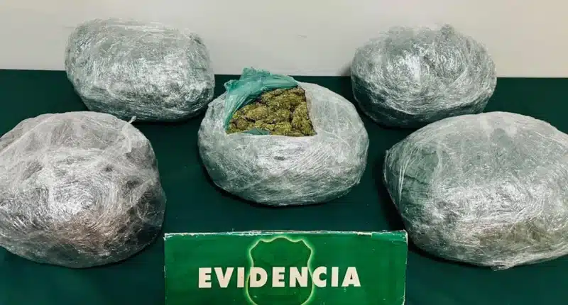 decomiso de droga marihuana canabis