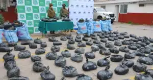 decomiso 320 marihuana Los Vilos Choapa