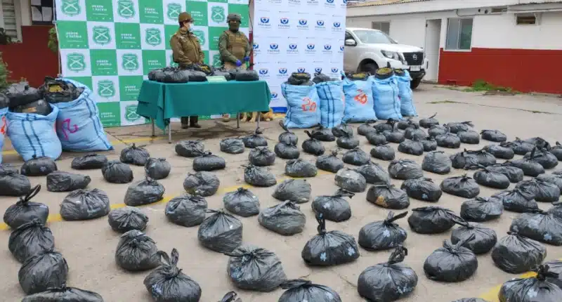decomiso 320 marihuana Los Vilos Choapa