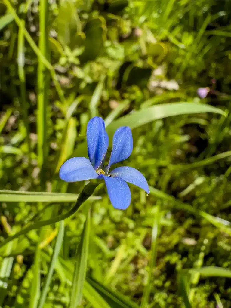 Tecophilea violiflora Violeta de la cordillera