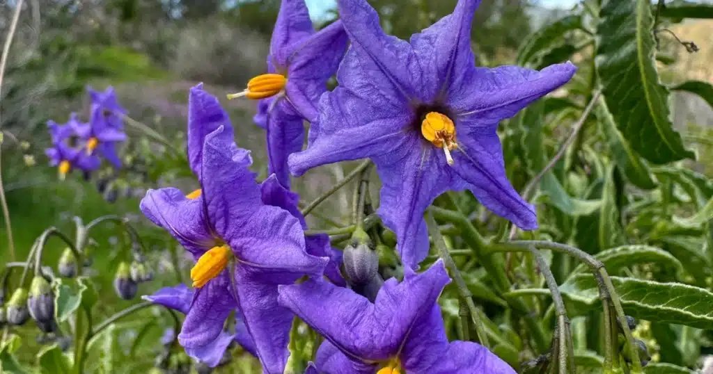 Solanum crispum Natre