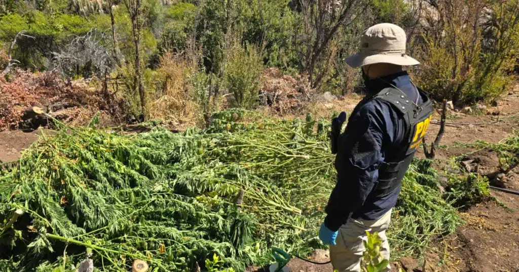Detective de la PDI observa plantas de cannabis recién cortadas en sector rural del Choapa, durante operativo de erradicación en zona de vegetación.