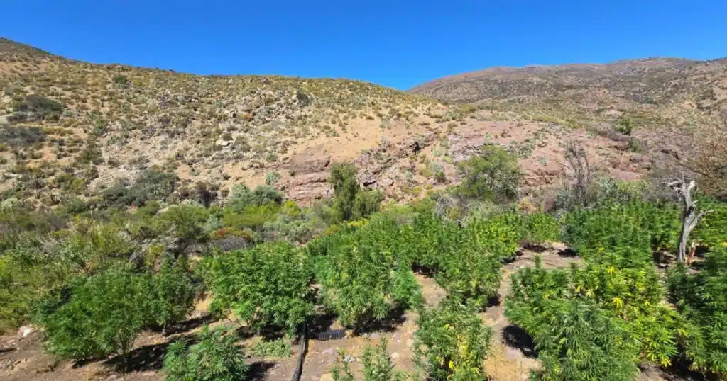 Plantación de cannabis en ladera de cerro en la provincia del Choapa, con sistema de riego instalado en zona de difícil acceso.